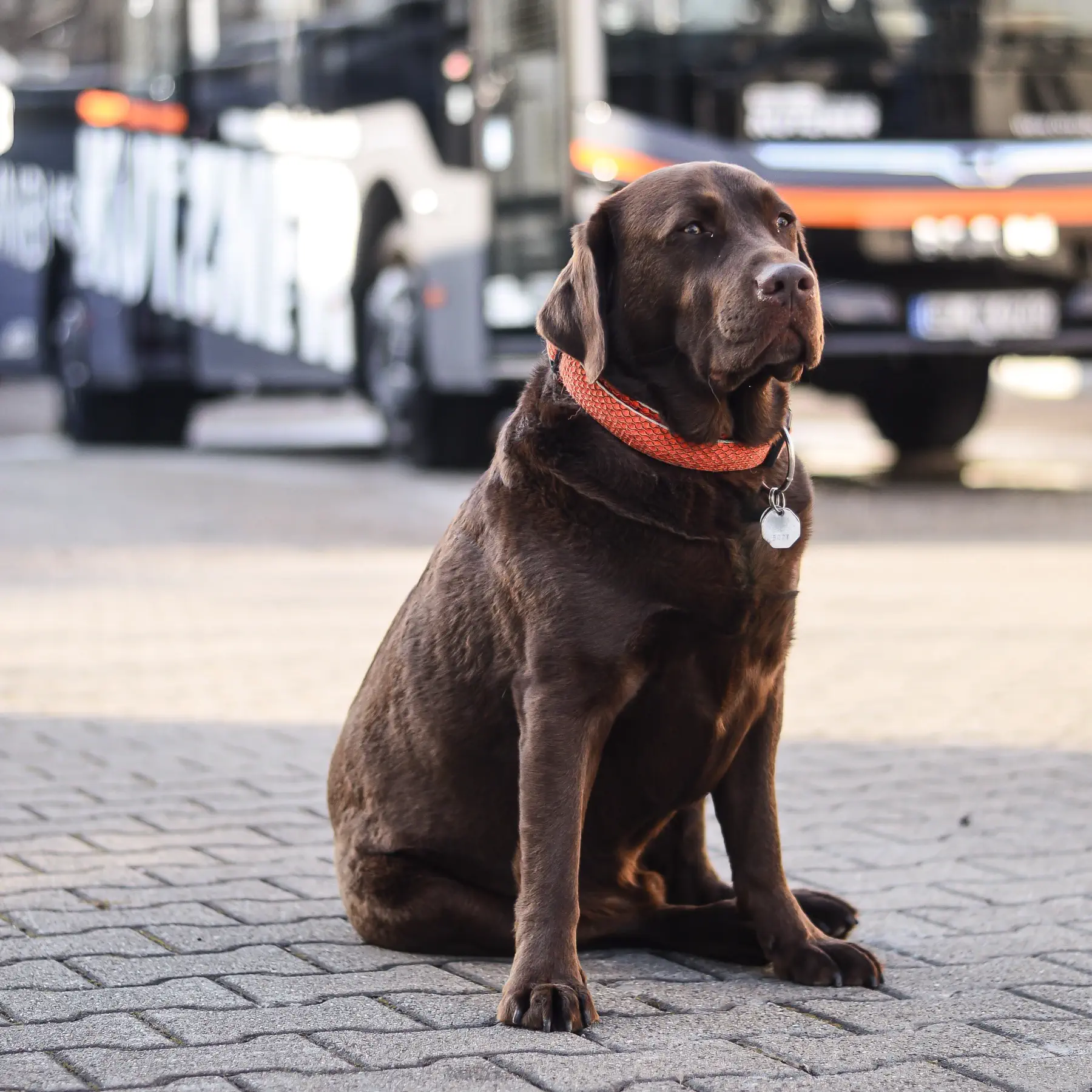 Leo-Omnibus-Kutzner-Bild1 Leo, der Hund von Maximilian Kutzner. Ein brauner Labrador-Rüde.
