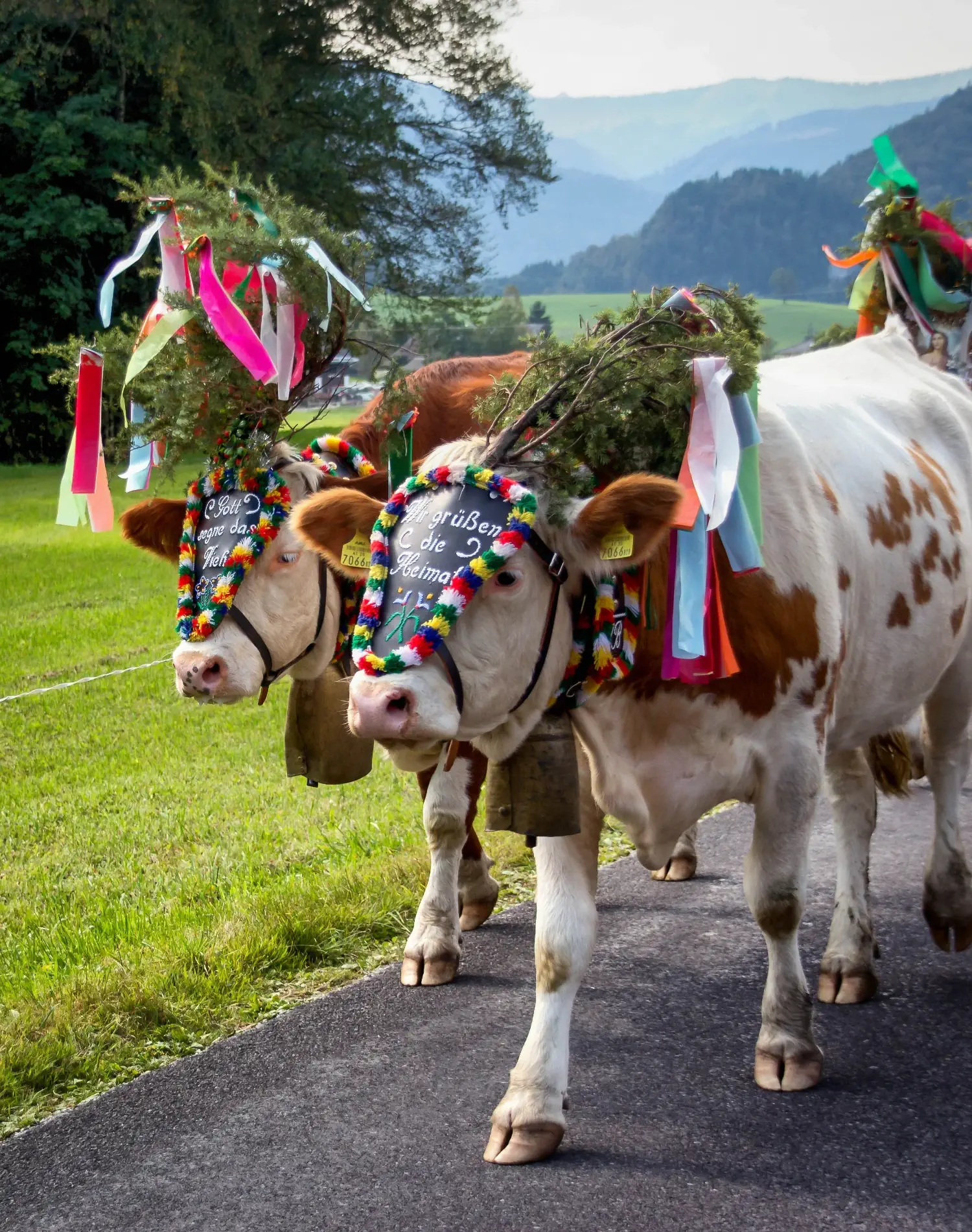 Zwei geschmückte Kühe beim Almabtrieb im bayerischen Voralpenland.