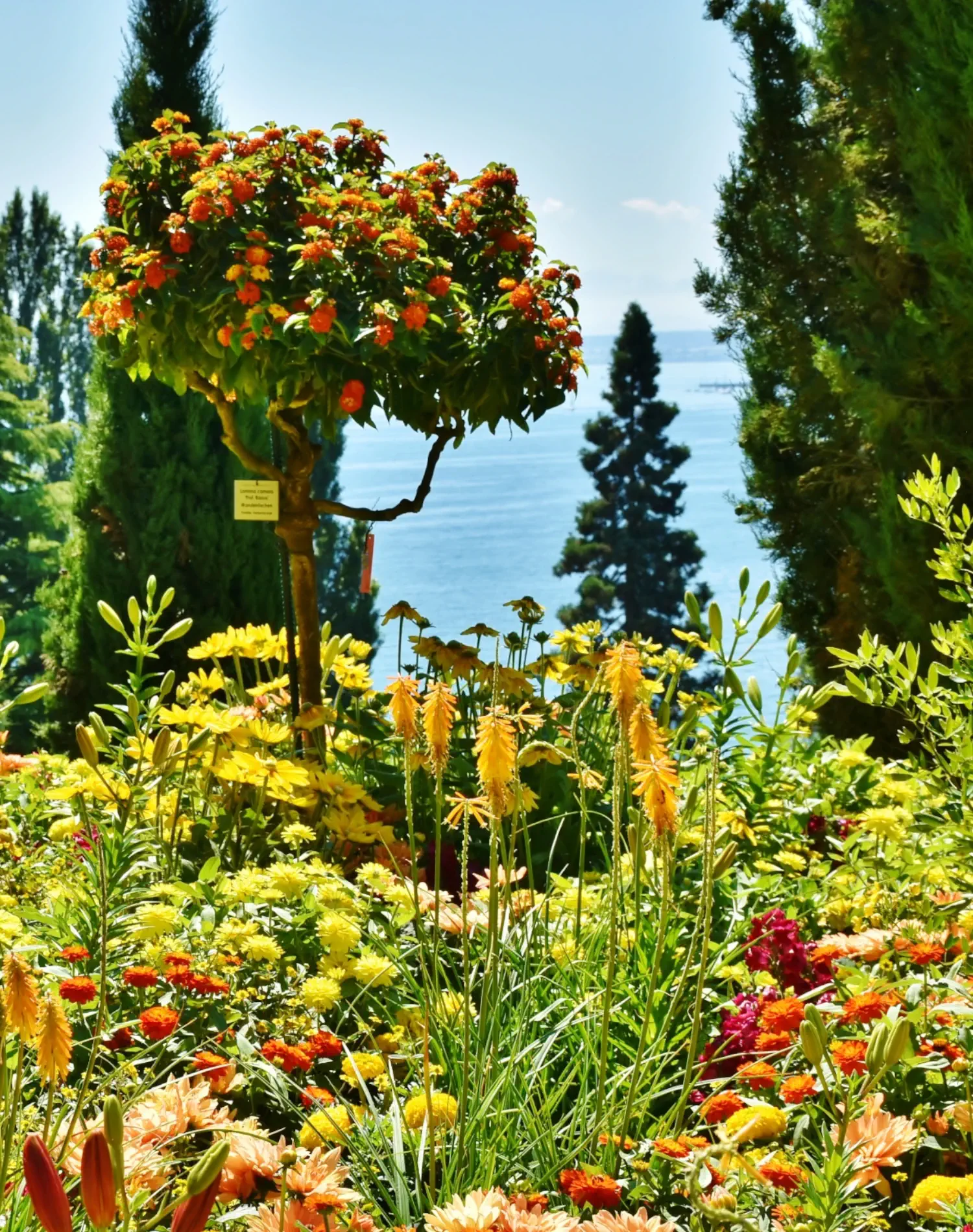Die Blumeninsel Mainau, vorne mit einer bunt blühenden Wiese und einem Bäumchen, im Hintergrund ist der Bodensee erkennbar.