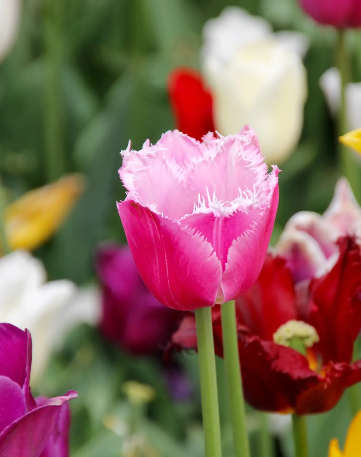 Eine pinke Tulpe in Nahaufnahme auf der Landesgartenschau.